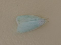Nymphostola galactina