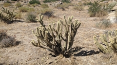 Cylindropuntia ganderi