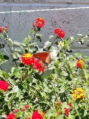 Dione vanillae incarnata