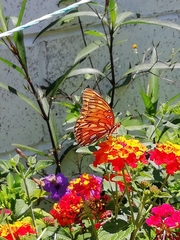 Dione vanillae incarnata