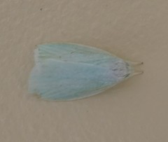 Nymphostola galactina