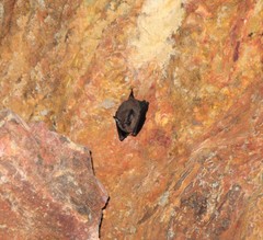 Peropteryx