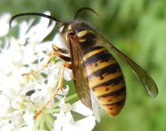 Dolichovespula saxonica
