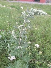 Artemisia vulgaris