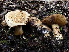 Cortinarius minoscaurus