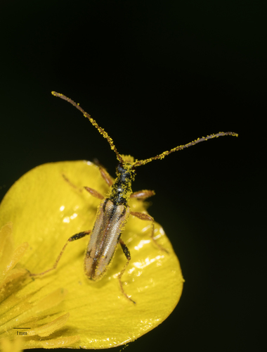 Pidonia scripta