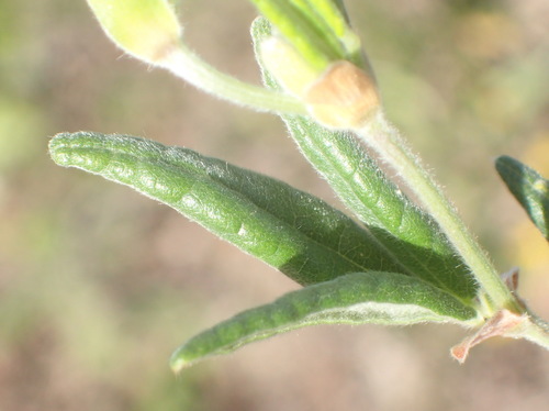 Image of Rhynchosia chrysoscias by (c) Nicola van Berkel, some rights reserved (CC BY-SA)