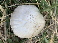 Agaricus comtulus