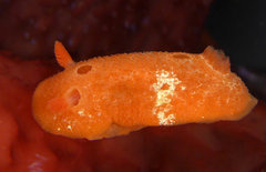 Aldisa sanguinea