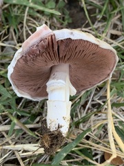 Agaricus comtulus
