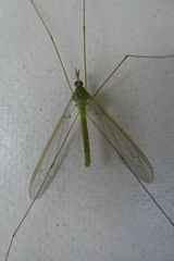 Leptotarsus virescens