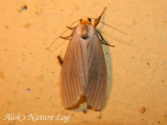 Macrobrochis pallens