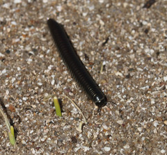 Ommatoiulus rutilans