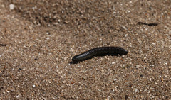 Ommatoiulus rutilans