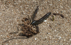 Ommatoiulus rutilans