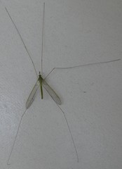 Leptotarsus virescens