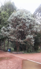 Pinus maximartinezii