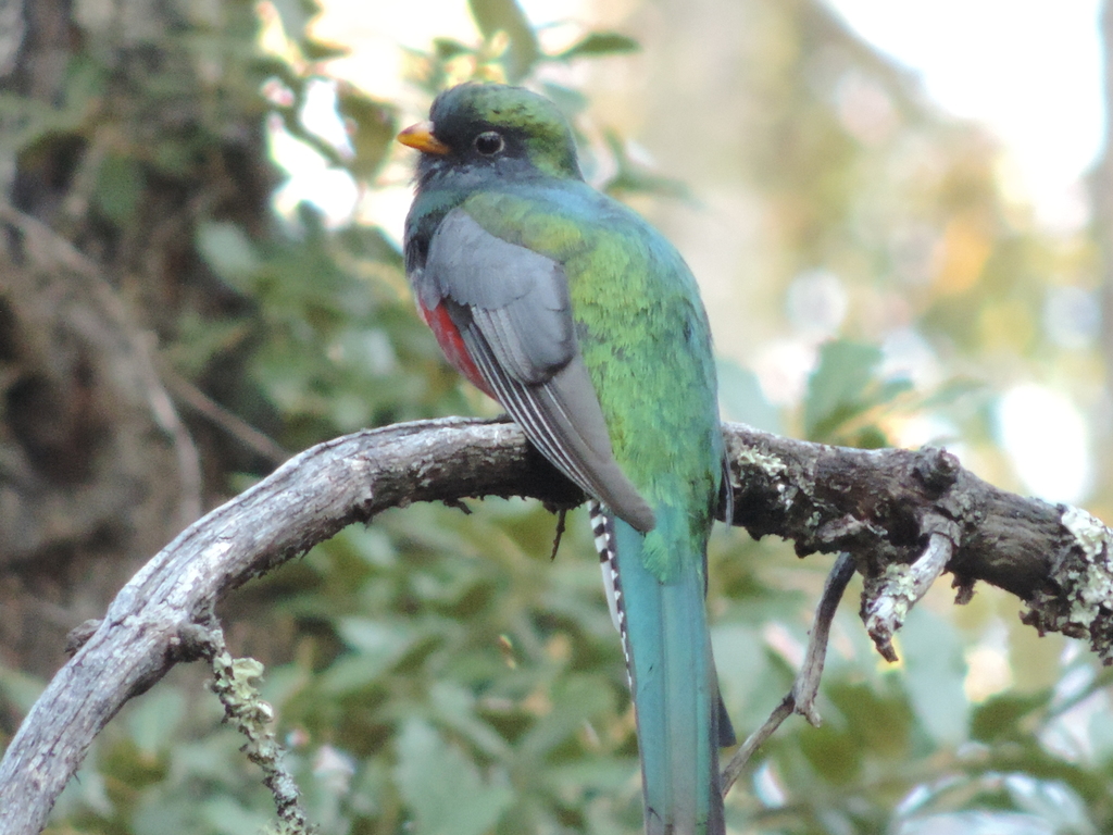 Mountain Trogon