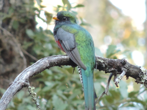 Mountain Trogon