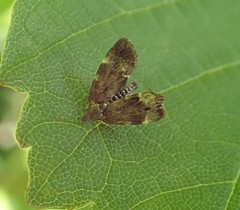 Anthophila fabriciana