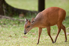 Cephalophorus natalensis