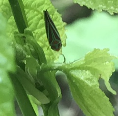 Graphocephala idonea