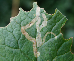 Phytomyza primulae