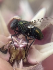 Luciliinae