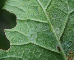 Phytomyza primulae