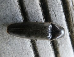 Ochosternus zealandicus
