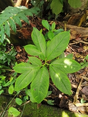 Amorphophallus bulbifer