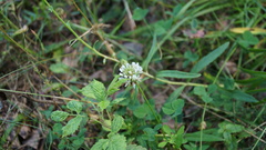 Trifolium repens