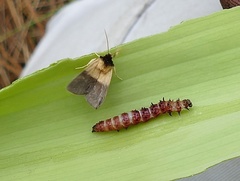 Exyra semicrocea