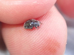 Rhyzobius forestieri