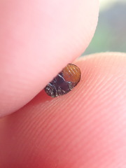 Rhyzobius forestieri