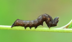 Perigea xanthioides