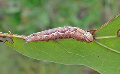 Hyparpax aurora
