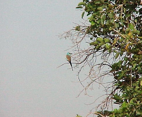 Abyssinian Roller