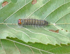 Acronicta laetifica