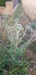 Echinops ritro