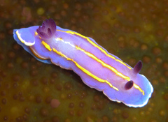 Felimida macfarlandi