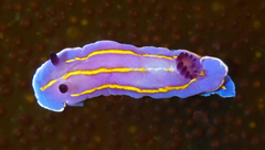 Felimida macfarlandi