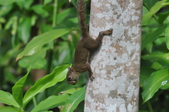 Sciurus aestuans ingrami
