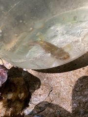 Notropis lutipinnis