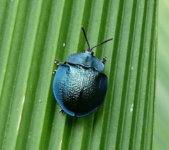 Cyrtonota thalassina