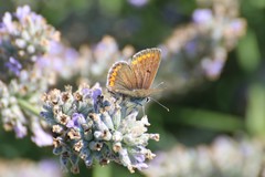 Aricia agestis