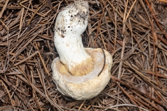 Hypocreaceae