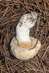 Hypocreaceae