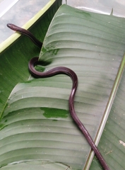 Urotheca lateristriga