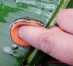 Urotheca lateristriga